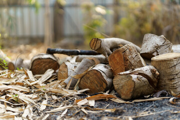 Pile of cut wood on the ground.