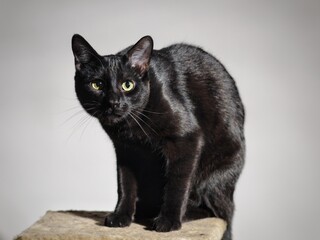 black cat with green eyes and white background