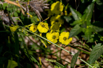 nature, park, macro High quality photo