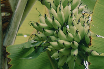 A bunch of green bananas hanging from a tree.