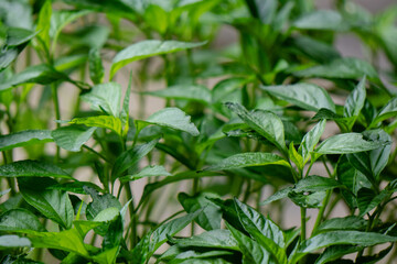 An image of green chili plants with serrated leaves.