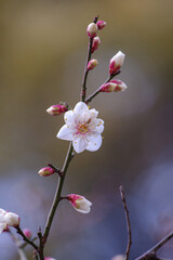 1月初旬に梅が咲いた赤坂氷川神社の境内