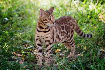 Naklejka na ściany i meble Beautiful bengal cat walking outdoor hunting in the grass. Cat looking to the left