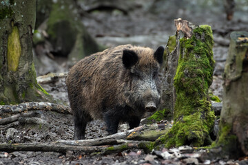 Einsamer Keiler im UNterholz