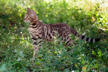 Beautiful bengal cat walking outdoor hunting in the grass. Cat making a stand.