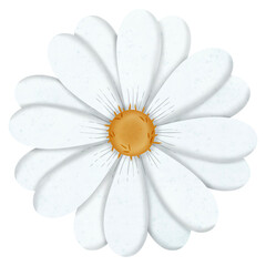 white daisy flower