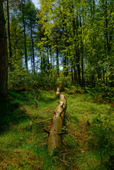 A fallen Tree Trunk lying on the woodland floor at the Crombie Nature Reserve on the outskirts of...