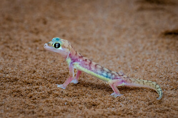 Namib foot-webbed gecko