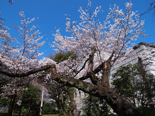 飛鳥山の桜