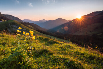 Gelb blühende Trollblumen auf einer grünen Almwiese in den Tiroler Alpen im Gegenlicht der Sonne beim Sonnenuntergang im Frühling, Österreich - obrazy, fototapety, plakaty