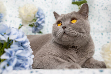 Graue Britisch Kurzhaar Katze schaut verträumt nach oben 