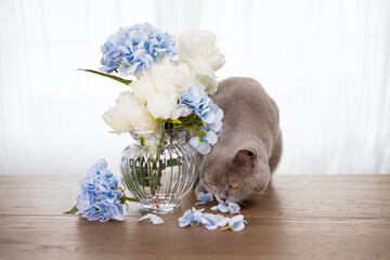Graue Britisch Kurzhaar Katze schnuppert an einer Blumenvase