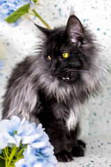 Schwarz-Weisse Maine-coon ist erstaunt 