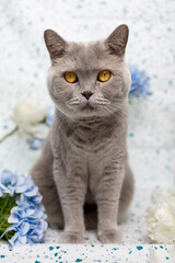 Britisch Kurzhaar Katzen Portrait mit blauen Blumen im Hintergrund