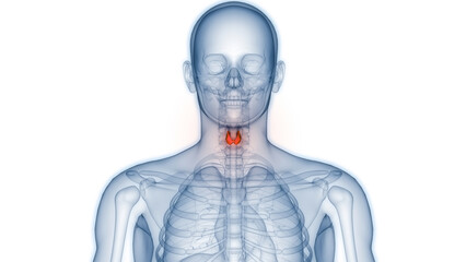 Obraz na płótnie Canvas Human Body Glands Thyroid Gland Anatomy