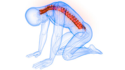 Spinal Cord Vertebral Column of Human Skeleton System Anatomy