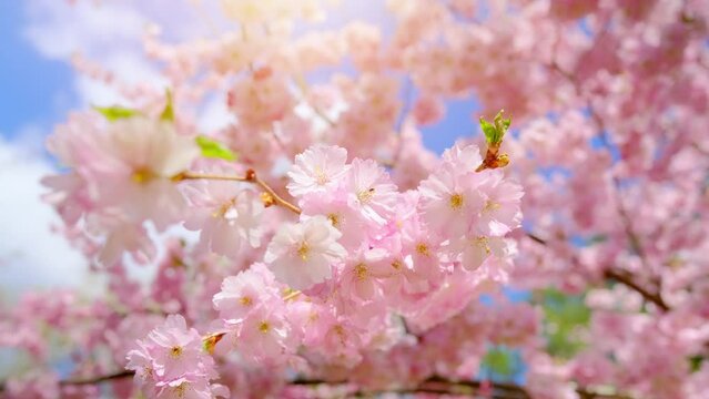 Blooming flowers sakura tree in spring video 4k