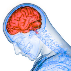 Central Organ of Human Nervous System Brain Anatomy