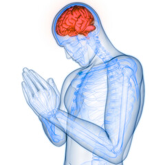 Central Organ of Human Nervous System Brain Anatomy