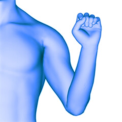 Human Body Folding Hand Fingers Anatomy