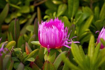 Bright pink flower emerging from lush green foliage, Carpobrotus edulis (sea fig or witch&rsquo;s claw)