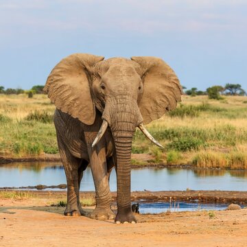 Africa, Botswana, Chobe National Park, African Elephant stands at edge of water hole in Savuti Marsh