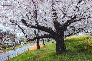 Beautiful landscape of sakura cherry blossom tree and rapeseed flower with rain in kumagaya Saitama Japan - 749867263