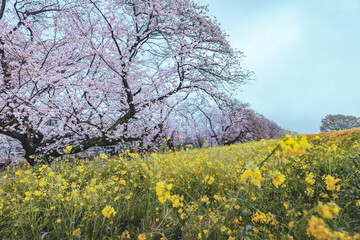 Beautiful landscape of sakura cherry blossom tree and rapeseed flower with rain in kumagaya Saitama Japan - 749867286