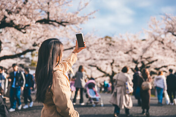Traveler asian woman with mobile phone travel in sakura cherry blossom tree in Chidorigafuchi park...