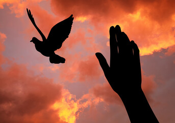 Freedom. Woman showing her hand and bird against cloudy sky at sunset, closeup