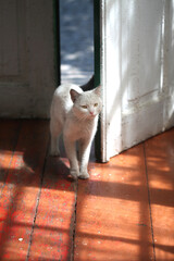 White cat clost to door