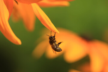 Bee sitting on flower petal