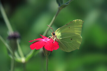 Yellow butterfly sitting on flower