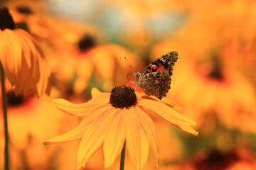 Colorful butterfly sitting on flower