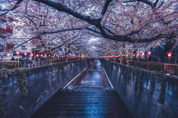 Sakura cherry blossom flower tree in full bloom with river at night in Nakameguro sakura festival Tokyo Japan - 749871258