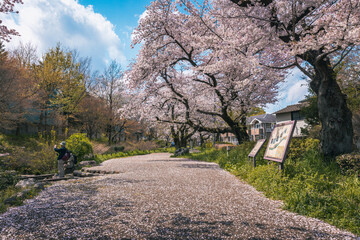 Sakura cherry blossom flower tree in full bloom with river in Negawa Green Road Tachikawa Tokyo Japan - 749871268