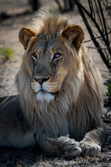 Male lion resting