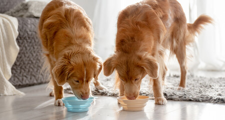 Two Nova Scotia Retriever Dogs Are Drinking From Bowls At Home - 749874204