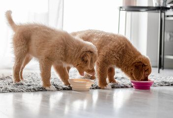 Obraz premium Two Toller Puppies Are Drinking From Bowls At Home, A Breed Known As Nova Scotia Duck Tolling Retriever
