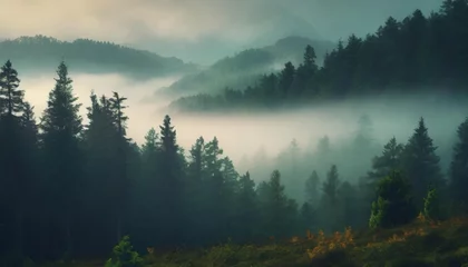Fototapeten morning mist in mountain forest © Kendrick