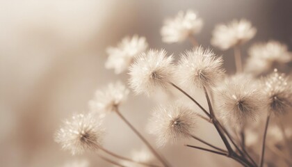 little star shape dry flowers fluffy branch on light background in brown vintage tone vertical macro