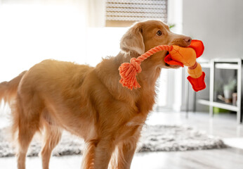 Toller Dog With Bright Toy Duck In Its Mouth Is In Room, Representing Nova Scotia Retriever Breed