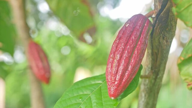 Chocolate tree, also known as the Cocoa (Theobroma cacao L.) fruit and its Tree. Cocoa or chocolate hanging on its tree