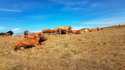 Des vaches et des bœufs paissent dans un champ de pâturage avec effet de lumière chaude	