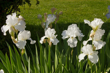 White iris flowers close-up growing in the garden