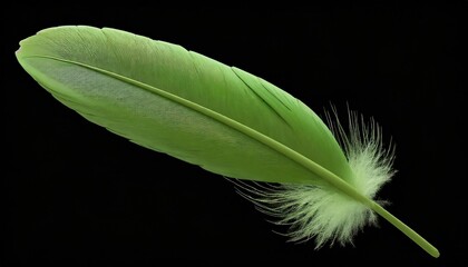 green feather isolated on transparent background cutout