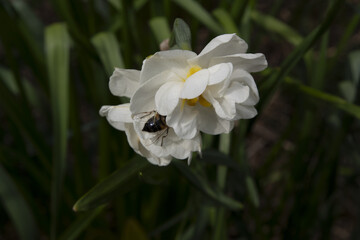 Fleurs de jardins