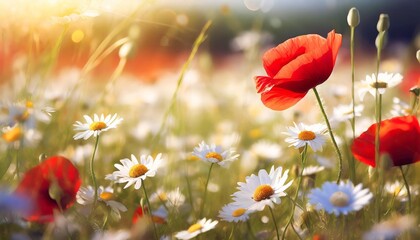 red poppy on a meadow with a lot of white daisies or chamomile and cornflower in golden sunlight abundance wild flower background with copy space selected focus narrow depth of field - obrazy, fototapety, plakaty