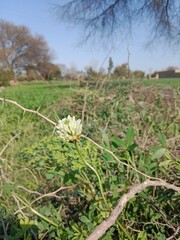 Flower of the trifolium alexandrinum or white flower of Egyptian clover or berseem clover fresh white flower