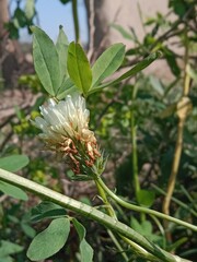 Flower of the trifolium alexandrinum or white flower of Egyptian clover or berseem clover fresh white flower